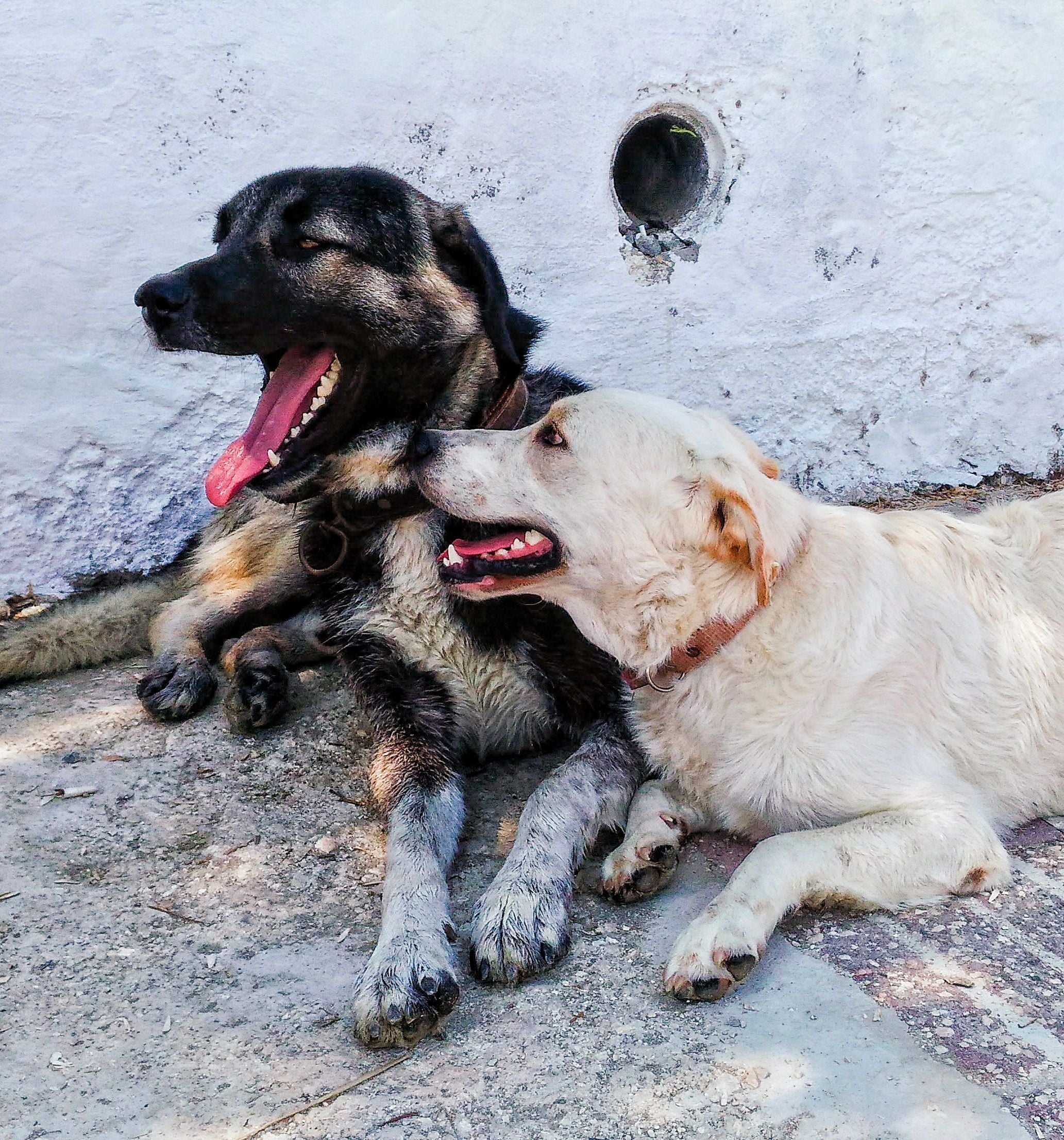 Dog Themed Gifts